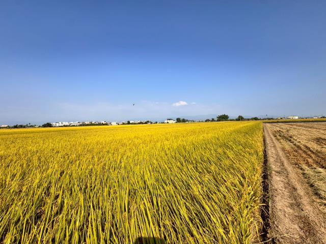 嘉義農地-10