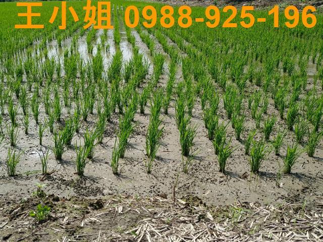 桃園桃園區農地-1