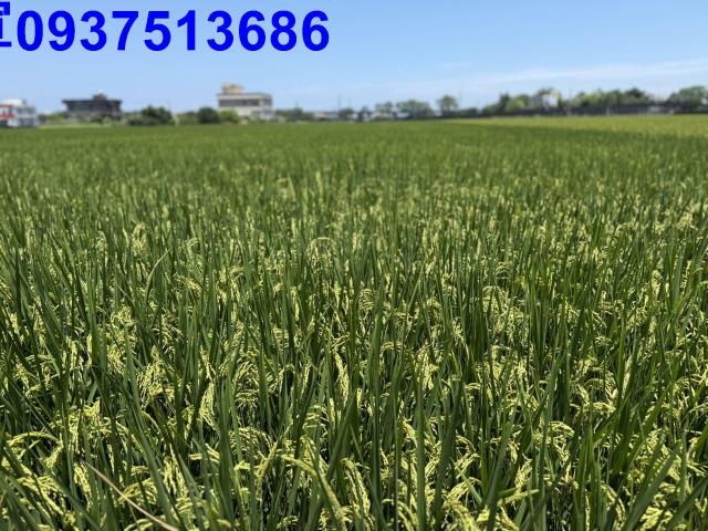 宜蘭礁溪農地-11