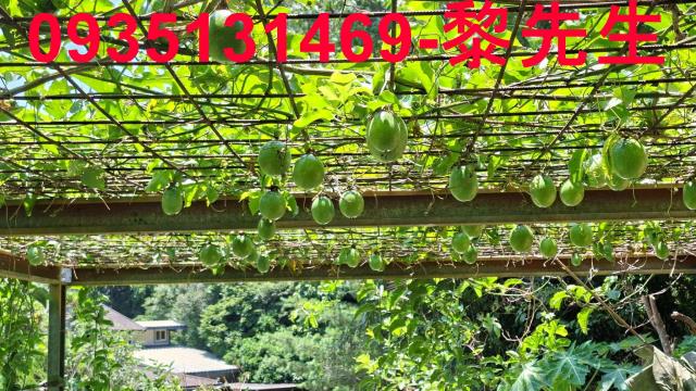 峨眉林地-13