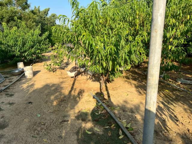 桃園新屋農地-6