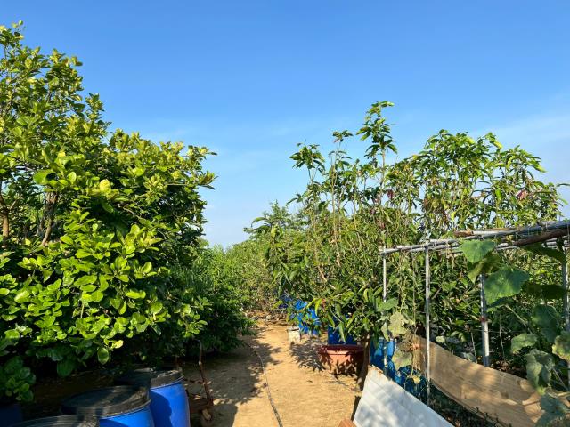 新屋農地-4