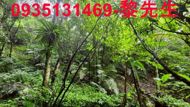 橫山林地-5