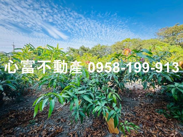 燕巢農地-2