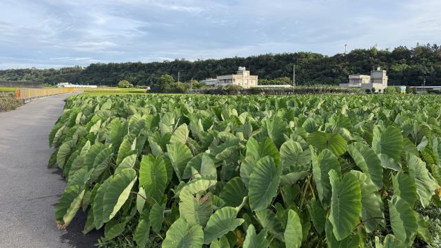 后里農地-2