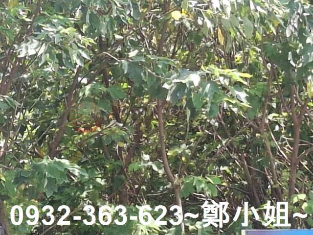 桃園農地-3