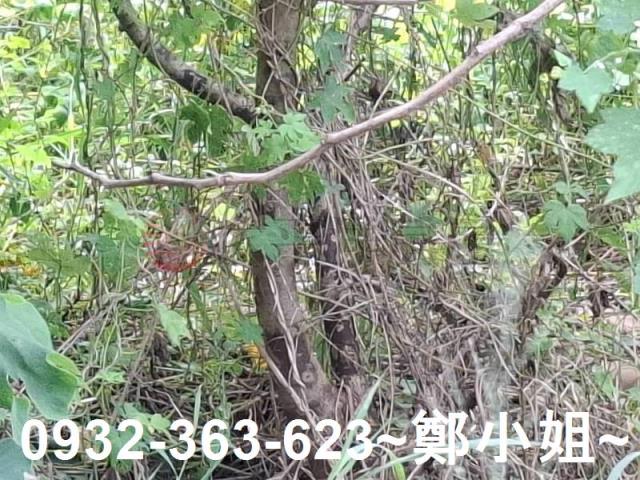 桃園農地-5