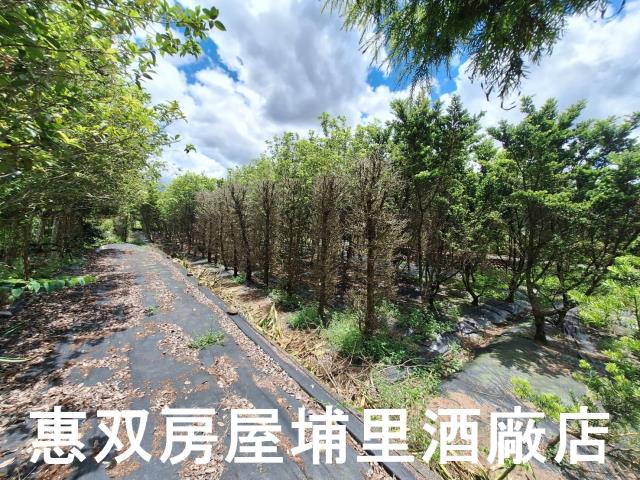 埔里農地-1