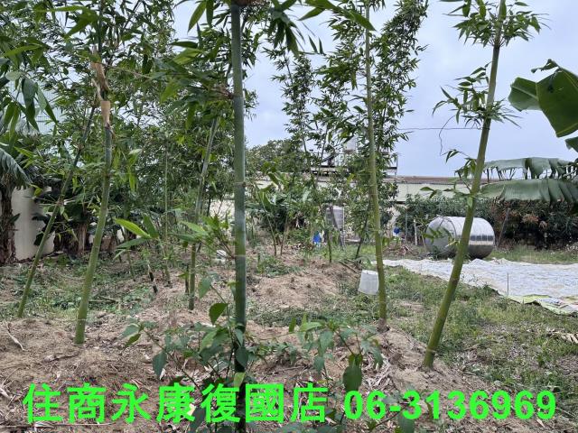 仁德農地-6