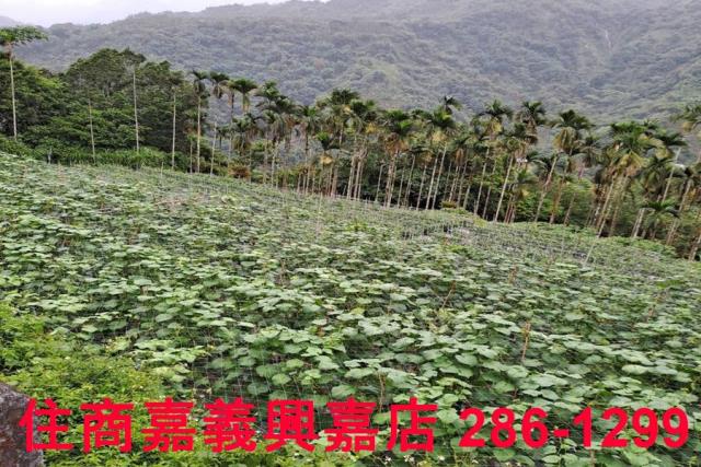 嘉義農地-3