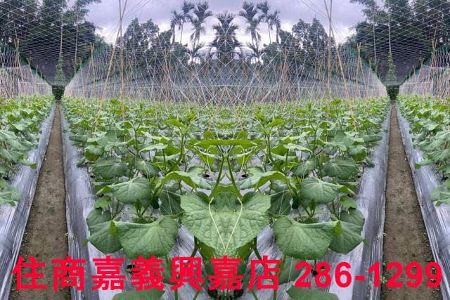 嘉義農地-8