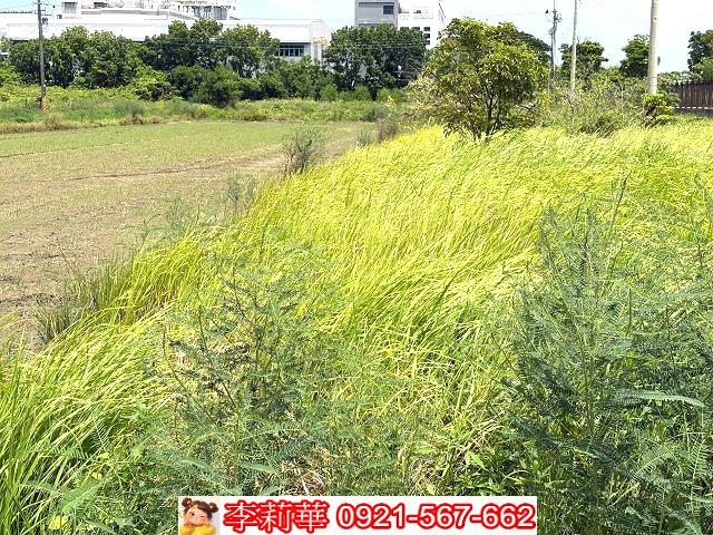 台南善化農地-3
