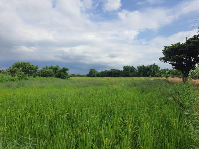 蘆竹農地-3