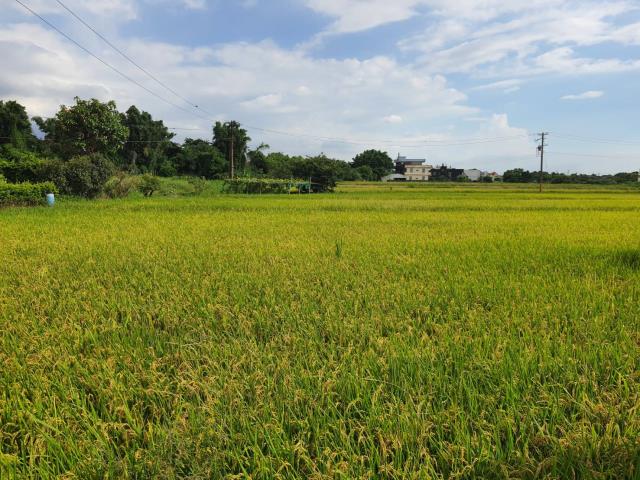 蘆竹農地-6