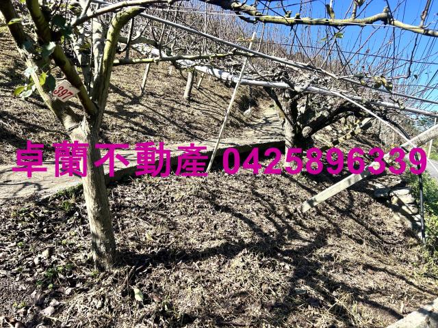 苗栗農地-10