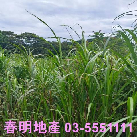 湖口農地-11