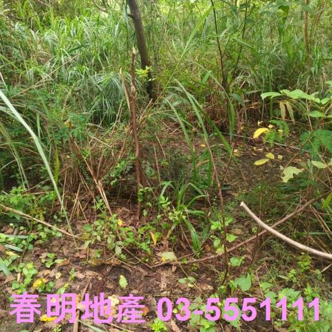 湖口農地-3