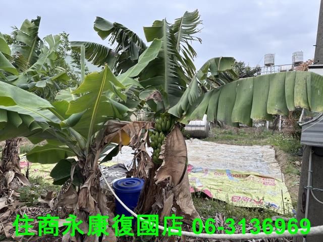 仁德農地-4