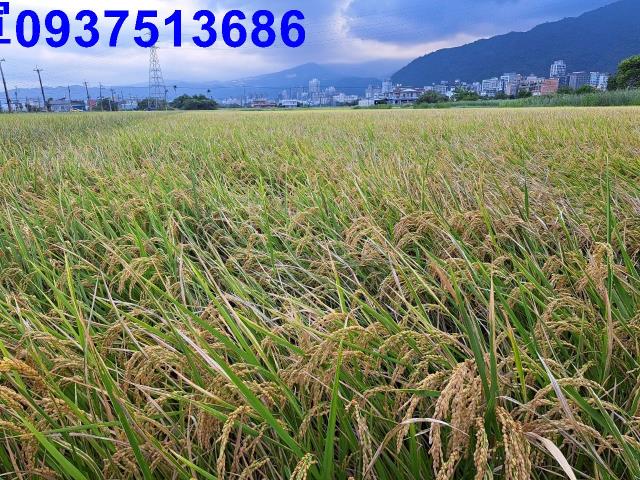 宜蘭礁溪農地-5