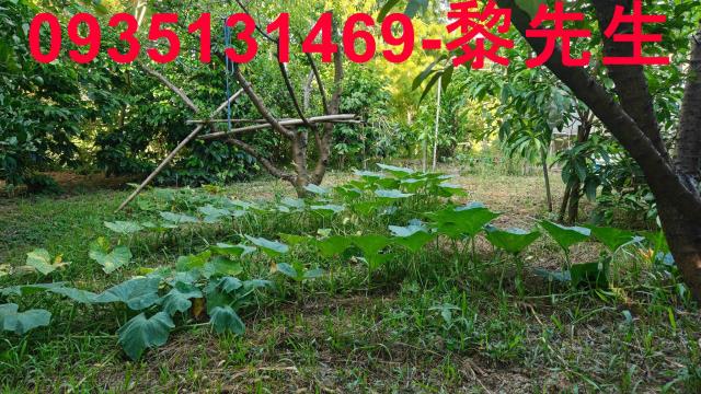 北埔農地-14