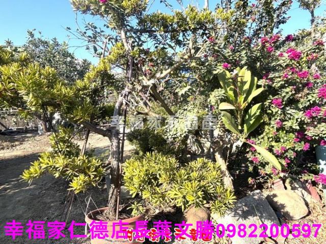 麻豆農地-14