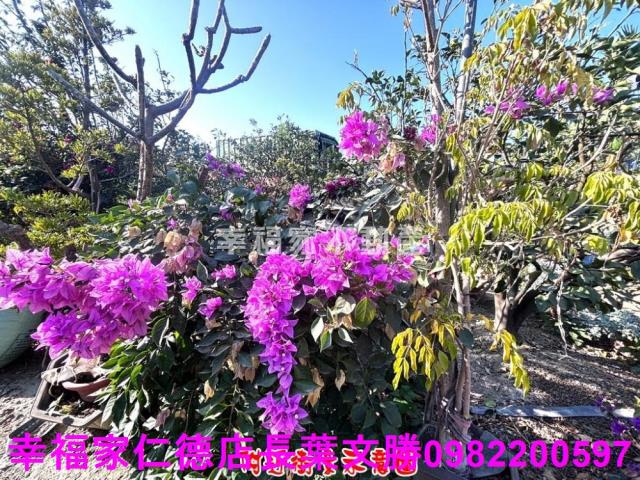 麻豆農地-1