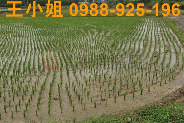 楊梅農地-1