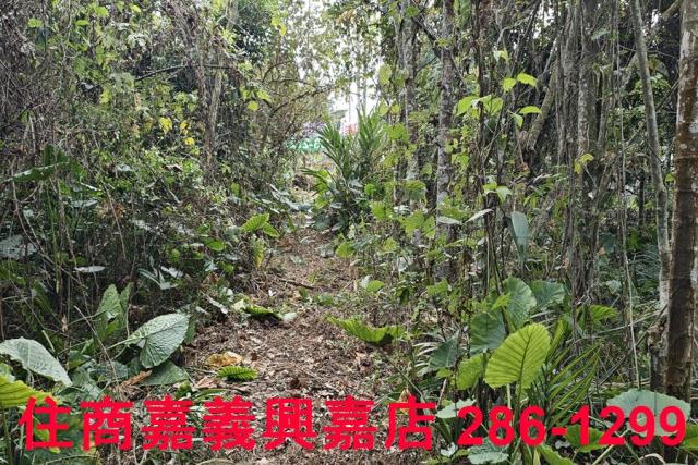 嘉義農地-10