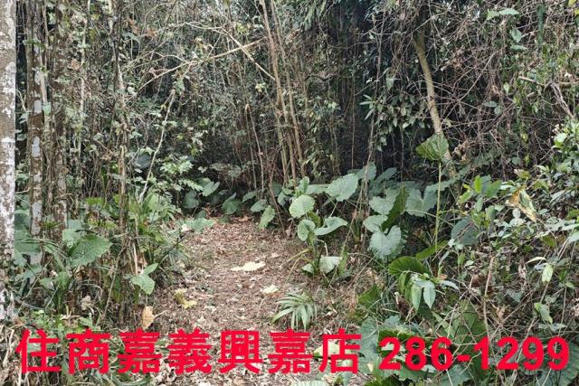 嘉義農地-5