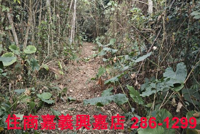 嘉義農地-6