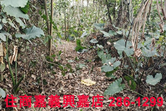 嘉義農地-7