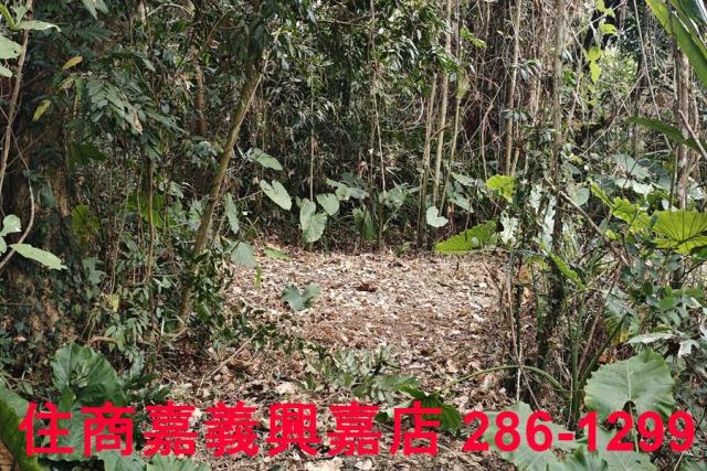 嘉義農地-9