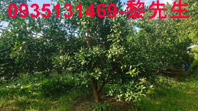 新竹農地-15