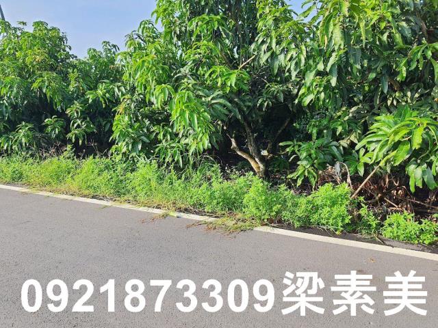 玉井農地-2