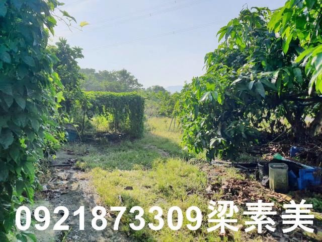 玉井農地-9