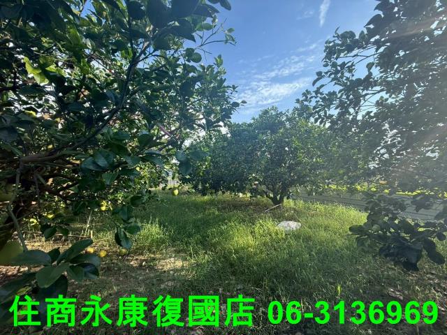 台南農地-4