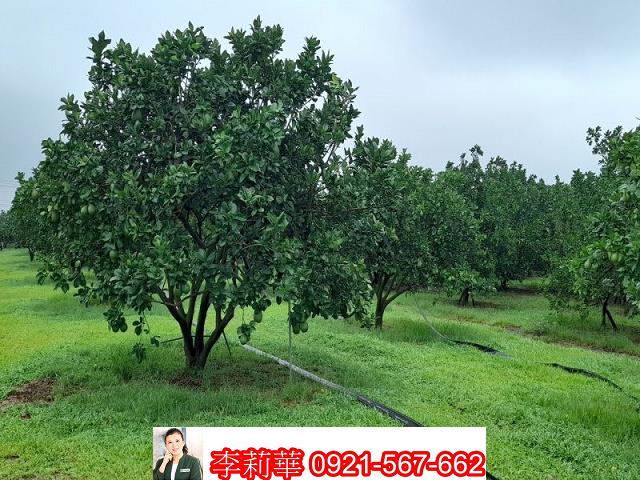 麻豆農地-10