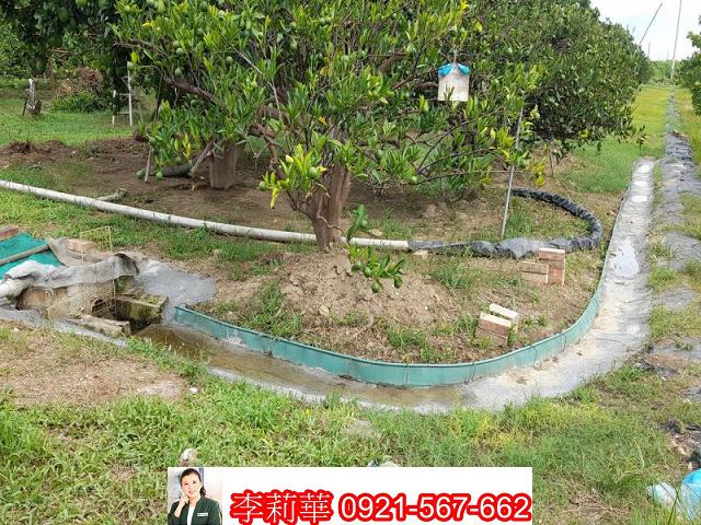 麻豆農地-12