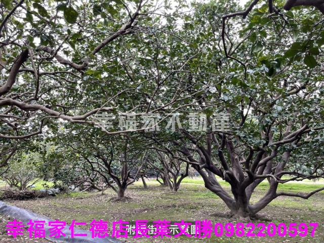 麻豆農地-15