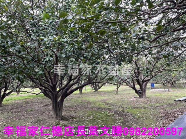 麻豆農地-1