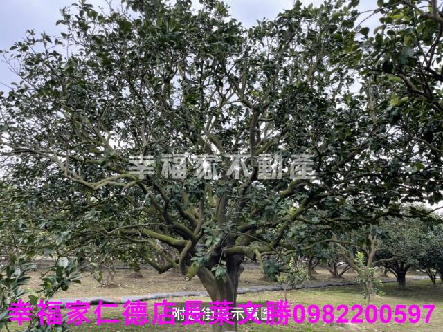 麻豆農地-9