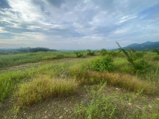 南投竹山農地-3