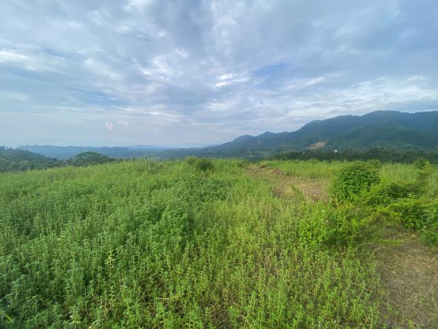 南投竹山農地-5