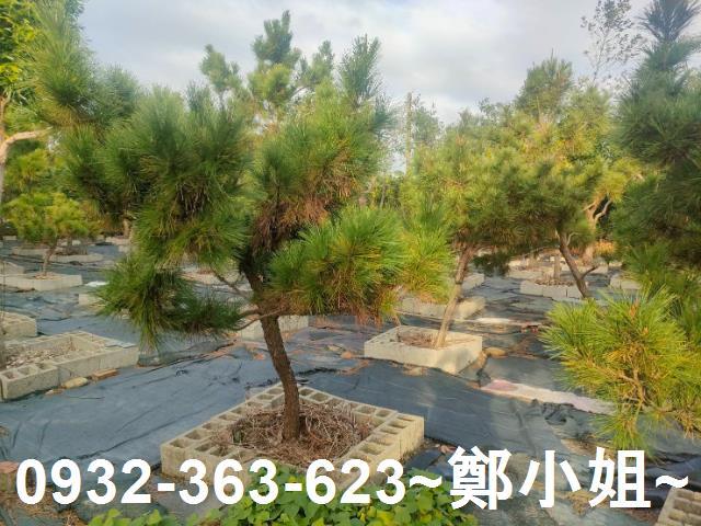 桃園農地-2