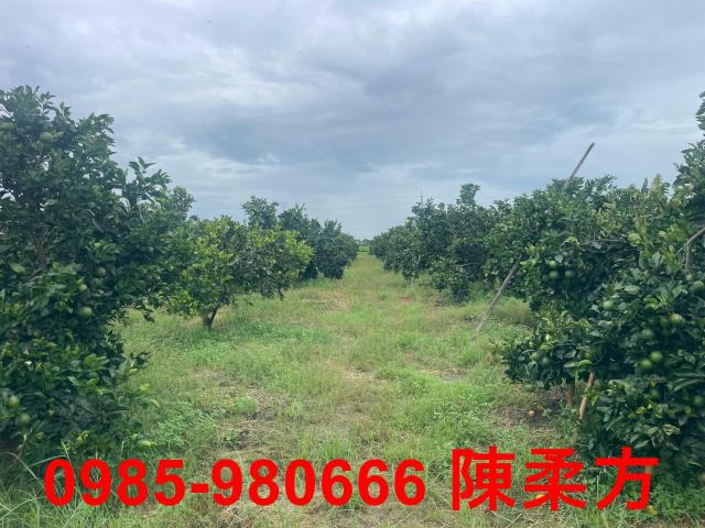 大林農地-7
