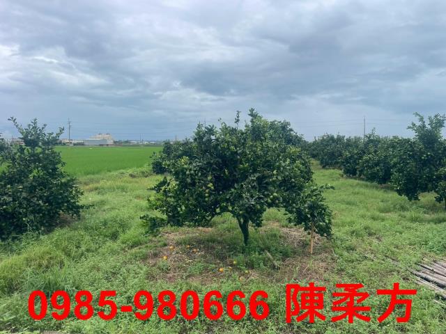 大林農地-9