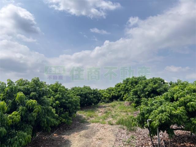 大樹農地-2
