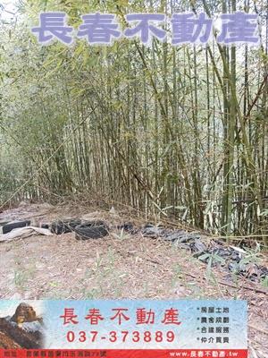 苗栗大湖林地-3