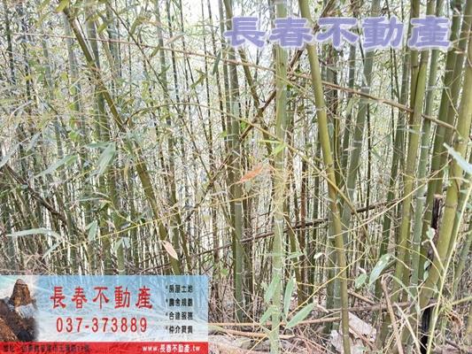 苗栗大湖林地-2